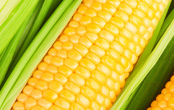 Materiał siewny kukurydza