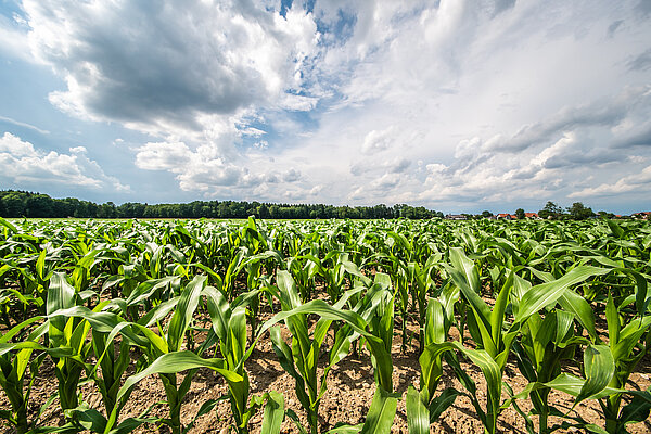 Pole z rosnącą kukurydzą