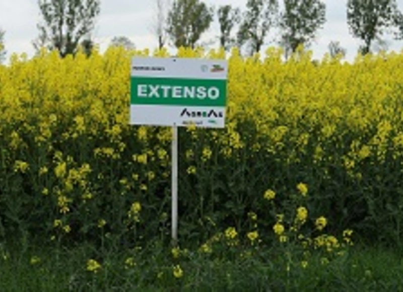 rzepak extenso AGROAS