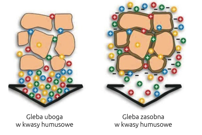 Schemat pokazujący wpły kwasów humusowych na strukturę gleby